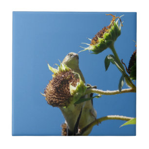 Azulejo De Cerámica Goldfinch