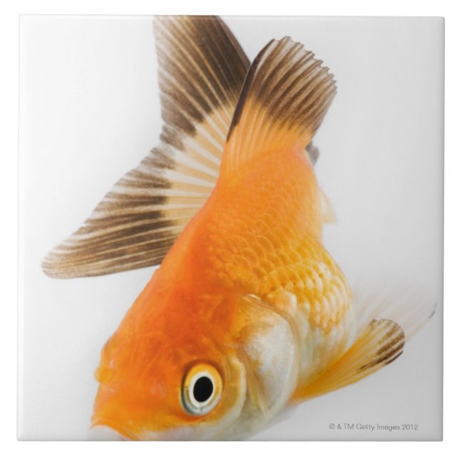 Azulejo De Cerámica Goldfish (auratus del Carassius) (Frente)