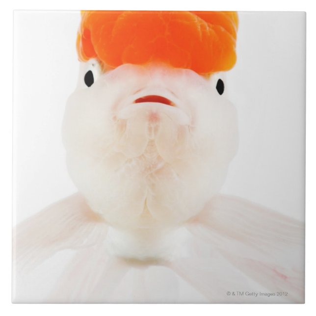 Azulejo De Cerámica Goldfish del lionhead del mozo de estación (Frente)