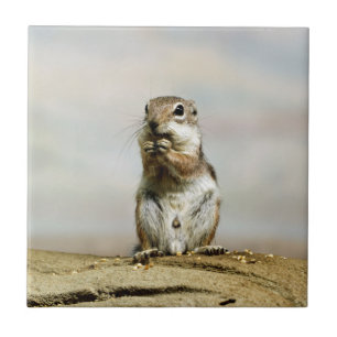 Azulejo De Cerámica Gopher_005