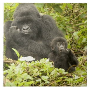 Azulejo De Cerámica Gorila de montaña, Gorilla beringei (anteriormente
