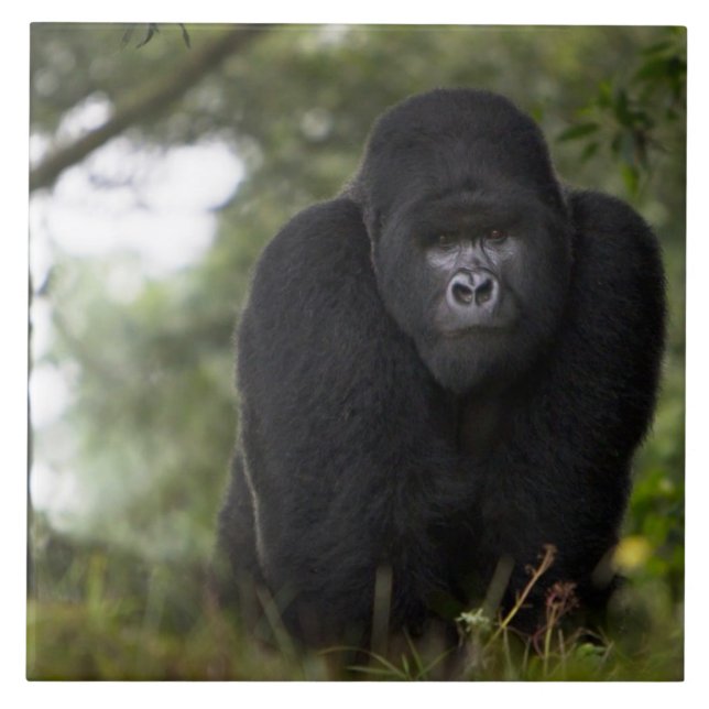 Azulejo De Cerámica Gorila de montaña y silverback (Frente)