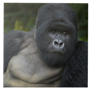Azulejo De Cerámica Gorila de montaña y silverback