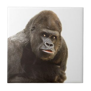 Azulejo De Cerámica Gorilla Pout