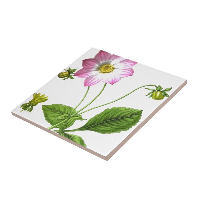 Azulejo De Cerámica Gracia (Lado)