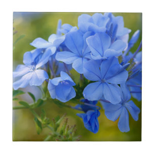 Azulejo De Cerámica Grafito - el verano azul florece fotografía