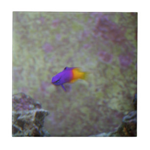 Azulejo De Cerámica Gramma real