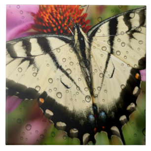 Azulejo De Cerámica Gran (6" X 6") Tile de fotografía cerámica/maripos