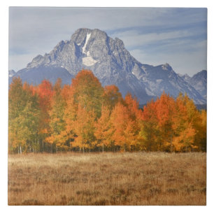 Azulejo De Cerámica Gran Parque Nacional Teton, Monte Moran y árboles