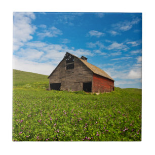 Azulejo De Cerámica Granero viejo, rojo en el campo de garbanzos