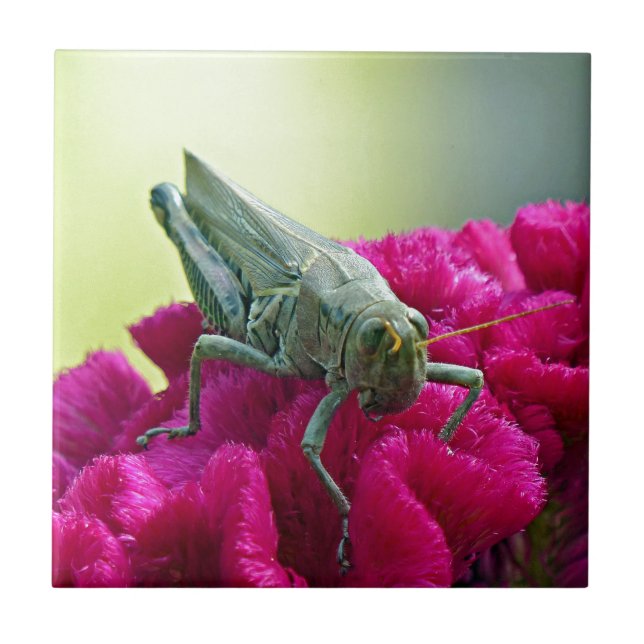 Azulejo De Cerámica Grasshopper on Cockscomb (Frente)
