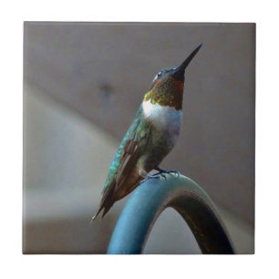 Azulejo De Cerámica Green Ruby little Hummingbird