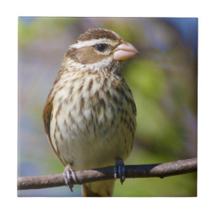 Azulejo De Cerámica Grosbeak Rosa Pheucticus Ludovicianus