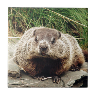 Azulejo De Cerámica Groundhog
