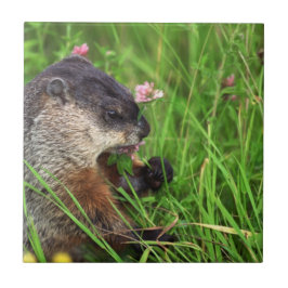 Azulejo De Cerámica Groundhog que come a los enamorados