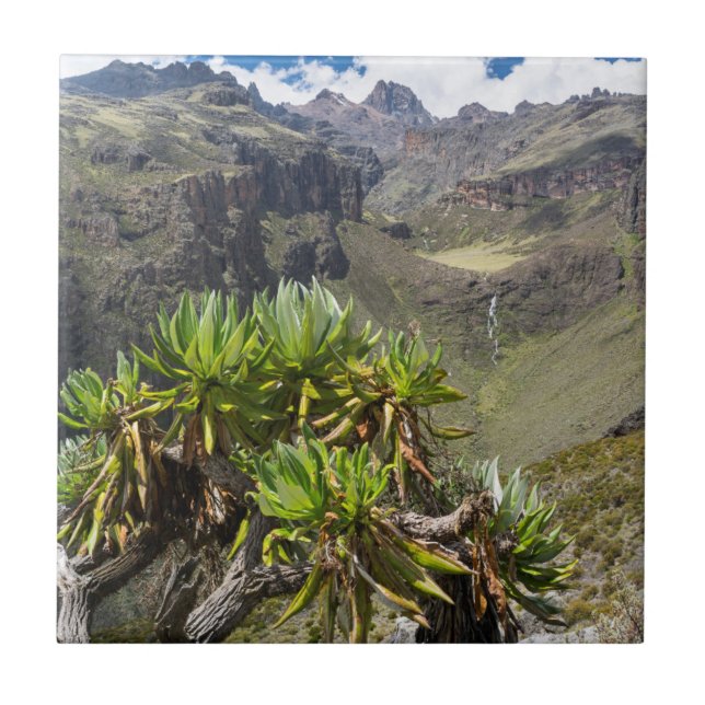 Azulejo De Cerámica Groundsel Gigante O Dendrosenecio (Frente)