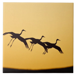 Azulejo De Cerámica Grulla canadiense aterrizando al atardecer