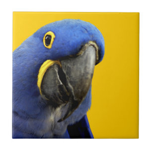 Azulejo De Cerámica Guacamayo Jacinto