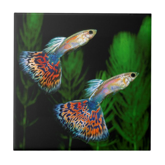 Azulejo De Cerámica Guppies (Frente)