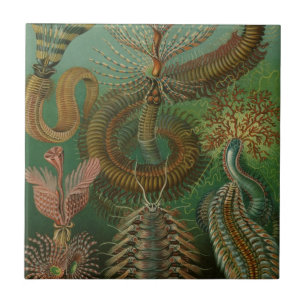 Azulejo De Cerámica Gusanos antiguos Annelids Chaetopoda por Ernst Hae