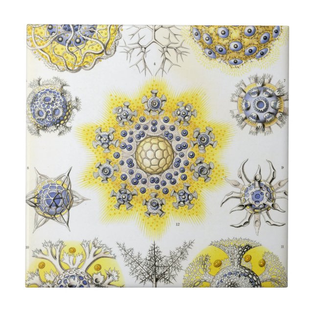 Azulejo De Cerámica Haeckel Polycyttaria (Frente)