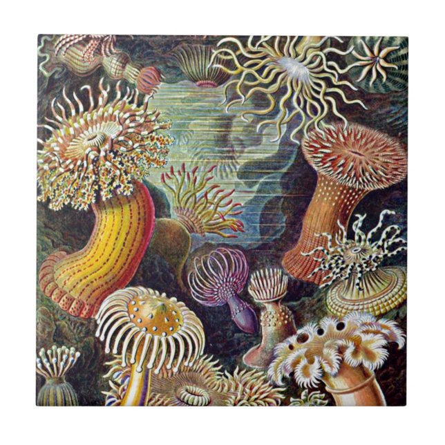 Azulejo De Cerámica Haeckel Sea Anemone Ocean Life Nature Art Pintura (Frente)