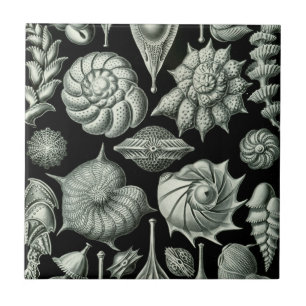Azulejo De Cerámica Haeckel Thalamophora