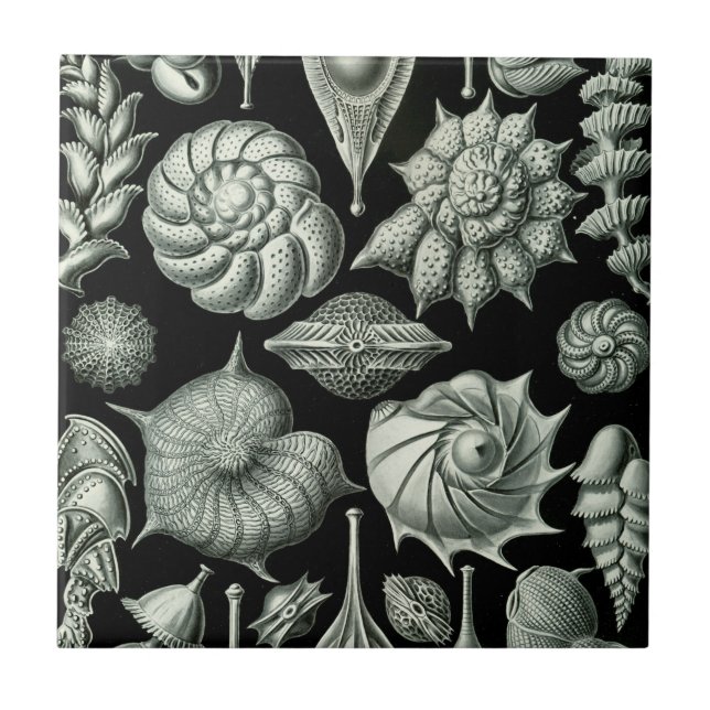 Azulejo De Cerámica Haeckel Thalamophora (Frente)