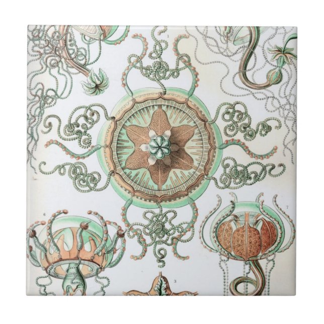 Azulejo De Cerámica Haeckel Trachomedusae (Frente)