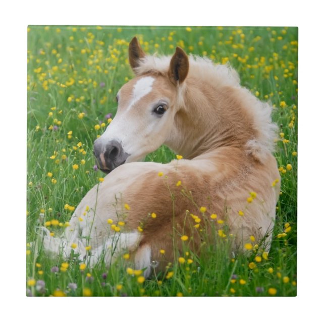 Azulejo De Cerámica Haflinger Caballo Cute Foal Rest Cerámica Flauta (Frente)