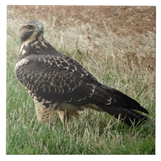 Azulejo De Cerámica Halcón de B52 Swainson (Frente)
