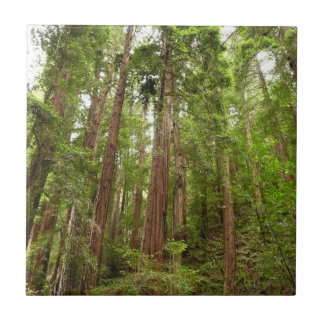 Azulejo De Cerámica Hasta secuoyas en el Monumento Nacional Muir Woods