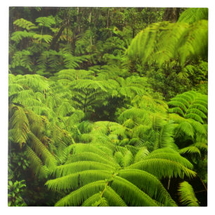 Azulejo De Cerámica Hawái, Isla Grande, Exuberante vegetación tropical