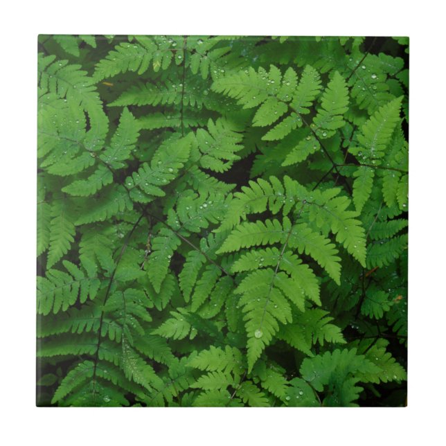 Azulejo De Cerámica helado bracken con gotas de lluvia, estado de Wash (Frente)