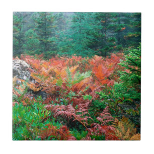 Azulejo De Cerámica Helechos coloridos del bosque en el Acadia Maine