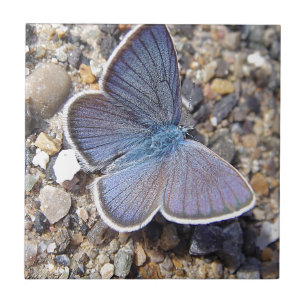 Azulejo De Cerámica Hellblauer Schmetterling