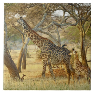 Azulejo De Cerámica Hembra adulta y jirafa joven, Giraffa