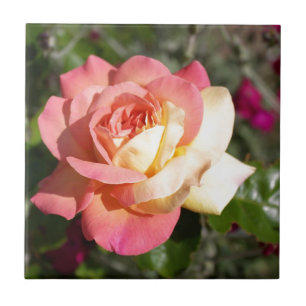 Azulejo De Cerámica Hermosa flor de rosa rosa y amarilla. Floral