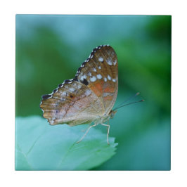 Azulejo De Cerámica Hermosa mariposa Danaus Plexippus en hoja.