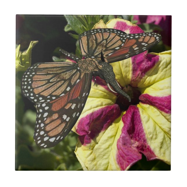 Azulejo De Cerámica Hermosa mariposa elefante (Frente)