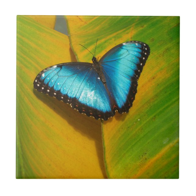 Azulejo De Cerámica Hermosa Mariposa Irisada (Frente)