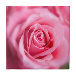 Azulejo De Cerámica Hermosa rosa rosa
