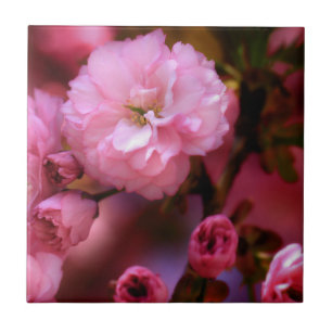 Azulejo De Cerámica Hermosas flores de cerezo rosado de primavera