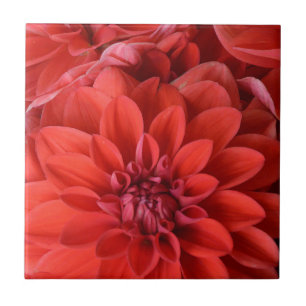Azulejo De Cerámica Hermosas flores rojas de dahlia