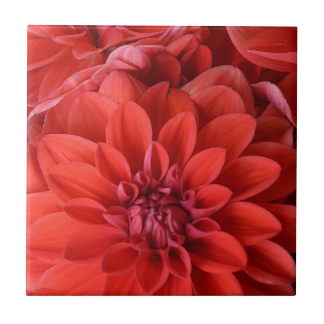 Azulejo De Cerámica Hermosas flores rojas de dahlia (Frente)