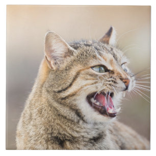 Azulejo De Cerámica Hermoso gato