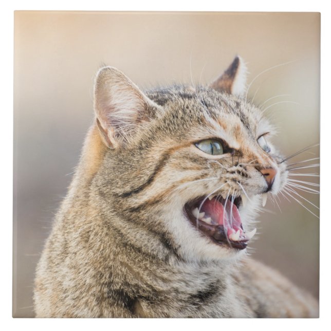 Azulejo De Cerámica Hermoso gato (Frente)