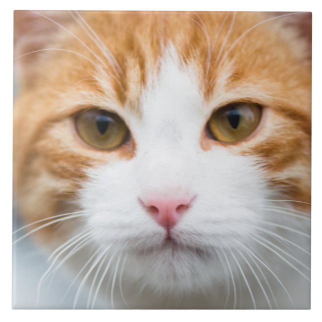Azulejo De Cerámica Hermoso gato rojo (Frente)