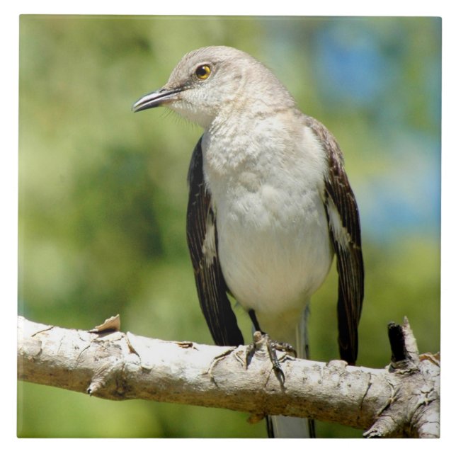 Azulejo De Cerámica Hermoso Mockingbird Tile (Frente)