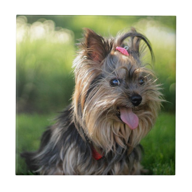 Azulejo De Cerámica Hermoso Perrito Yorkshire Terrier (Frente)